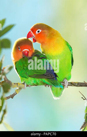 Fischers Lovebird (Agapornis fischeri). Tenera coppia appollaiato su un ramoscello. Germania Foto Stock