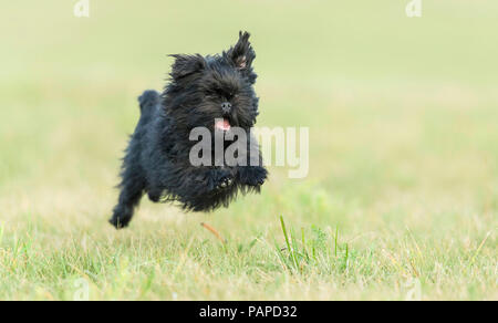 Monkey Terrier. Cane adulto in esecuzione su un prato. Germania Foto Stock