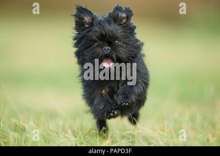 Monkey Terrier. Cane adulto in esecuzione su un prato verso la telecamera. Germania Foto Stock