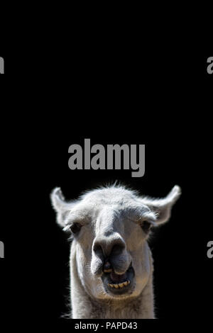 Dumb animale. Pippo confuso cercando Llama testa popping con stupido parlare faccia. Funny meme immagine isolata contro lo sfondo nero con copy-spazio Foto Stock