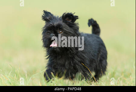 Monkey Terrier. Cane adulto in esecuzione su un prato. Germania Foto Stock