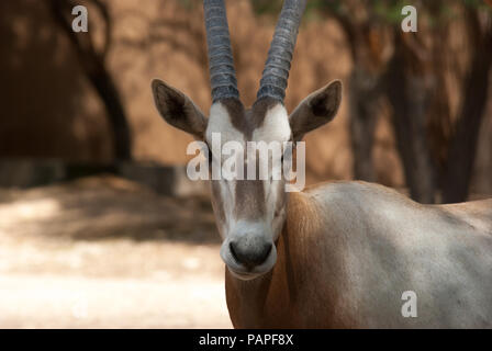 Arabian Oryx (Oryx leucoryx) che è stata dichiarata estinta nel selvaggio è collocato nel suo habitat naturale a al ain zoo. Foto Stock