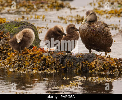 Eider Duck e pulcini preparare per 'foto-shoot" Foto Stock