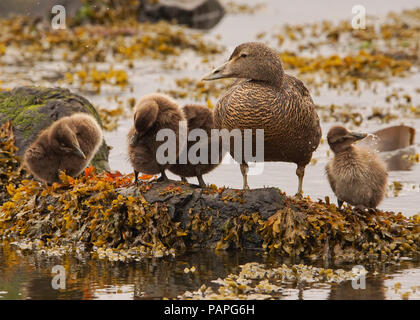 Eider Duck e pulcini preparare per 'foto-shoot" Foto Stock