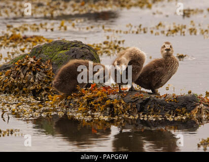 Eider Duck e pulcini preparare per 'foto-shoot" Foto Stock