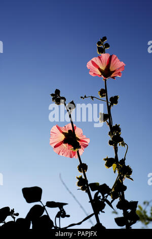 Un Hollyhock (Malvaceae) impianto cresce alta contro un luminoso cielo blu in un paese di lingua inglese il giardino. Foto Stock