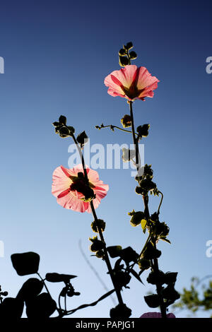 Un Hollyhock (Malvaceae) impianto cresce alta contro un luminoso cielo blu in un paese di lingua inglese il giardino. Foto Stock