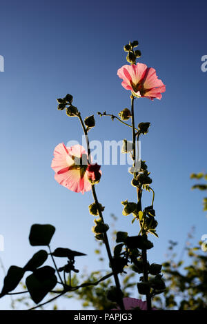 Un Hollyhock (Malvaceae) impianto cresce alta contro un luminoso cielo blu in un paese di lingua inglese il giardino. Foto Stock