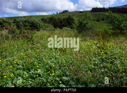 Campagna irlandese montagne Bluestack County Donegal Foto Stock