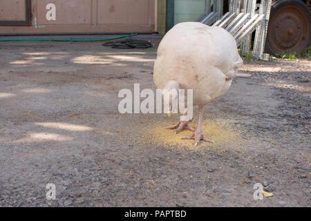 La Turchia bianco mangiare grano Foto Stock