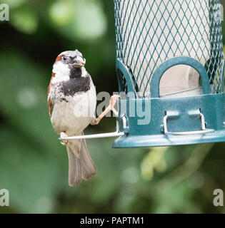 Maschio albero eurasiatica sparrow (Passer montanus) Foto Stock