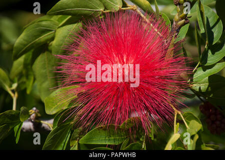 Sydney Australia, fiore della calliandra haematocephala o powderpuff rosso Foto Stock