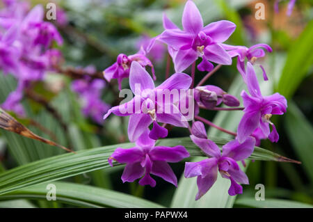 Sydney Australia, gambo di fiore di un blu impianto allo zenzero Foto Stock