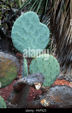 Sydney Australia, Opuntia Robusta pale di cactus con lunghe spine taglienti Foto Stock
