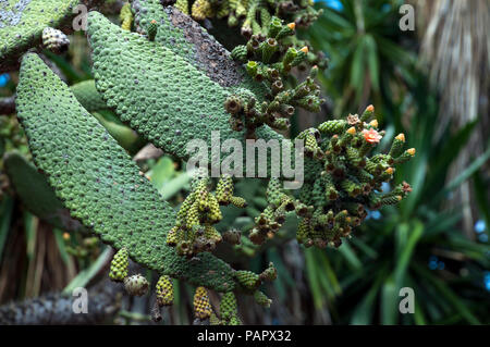 Sydney Australia, paddle e fiore di Consolea Spinosissima nativo di Giamaica Foto Stock