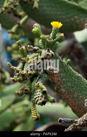 Sydney Australia, fiore testa del Consolea Spinosissima nativo di Giamaica Foto Stock