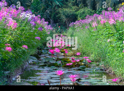 Giglio di acqua che fiorisce con bellissimi fiori viola sotto il laghetto di cui sopra sono il ragno Cleome viola le rose, bianche margherite incandescente Flower Garden Foto Stock