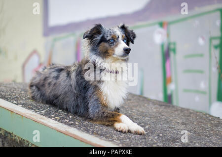 Mili la miniatura pastore australiano, cane urbano, Graffiti Foto Stock