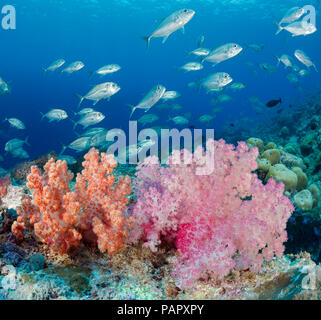 Una scena sulla barriera corallina con alcionario soft coral e la scolarizzazione Jack obeso, Caranx sexfasciatus, fuori dell'isola di Yap, Micronesia. Foto Stock