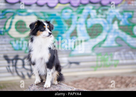 Nala la miniatura pastore australiano, cane urbano, Graffiti Foto Stock