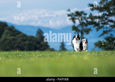 Mili & Nala miniatura pastori australiani, migliori amici, cani, Corsa montagna Foto Stock