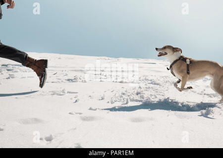 L'uomo gioca con il cane in inverno, in esecuzione nella neve Foto Stock