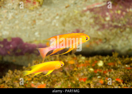 Un maschio e femmina fata anthias, Pseudanthias ventralis hawaiiensis, noto anche come longfin anthias. Questa è una specie di endimic, Hawaii. Foto Stock