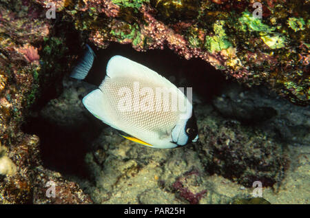 Masked angelfish, Genicanthus personatus, si trovano solo nelle Hawaii, e anche allora solo raramente. Si tratta di una femmina, Hawaii. Foto Stock