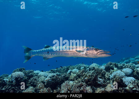 Grande barracuda, Sphyraena barracuda, può arrivare fino a sei metri di lunghezza. Hawaii. Foto Stock