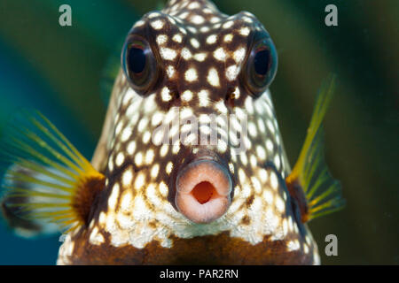 Il buon trunkfish, Lactophrys triqueter, è comune sul reef caraibico, Bonaire. Foto Stock