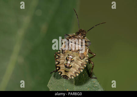 Forest bug (Pentatoma rufipes) nell'ultimo stadio larvale su una foglia di punta, Baden-Württemberg, Germania Foto Stock