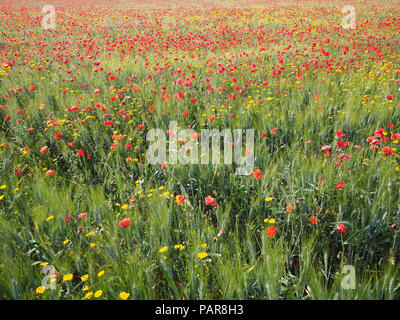 Campo con mais in fiore papavero (Papaver rhoeas) nel campo di orzo (Hordeum vulgare), Puglia, Italia Foto Stock