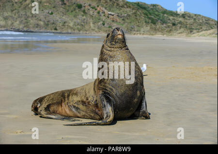 Hooker's Sea Lion (Phocarctos hookeri) in spiaggia, Cannibal Bay, il Catlins, Isola del Sud, Nuova Zelanda Foto Stock