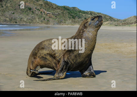 Hooker's Sea Lion (Phocarctos hookeri) a piedi la spiaggia, Cannibal Bay, il Catlins, Isola del Sud, Nuova Zelanda Foto Stock