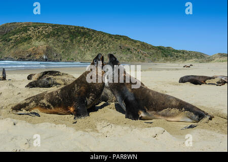 Hooker di leoni di mare (Phocarctos hookeri), colonia in spiaggia, Cannibal Bay, il Catlins, Isola del Sud, Nuova Zelanda Foto Stock