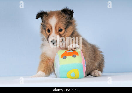 Sheltie cucciolo, sable, Shetland Sheepdog, 7 settimane, con Toy, studio shot Foto Stock