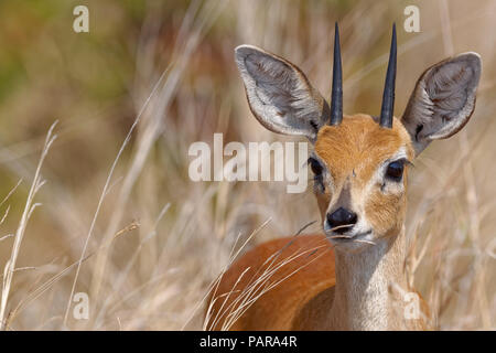 Steenbok (Raphicerus campestris), maschio adulto in piedi in alta erba secca, avviso Kruger National Park, Sud Africa Foto Stock