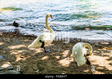 Coppia di cigni Due cigni in piedi nella sabbia al bordo delle acque, dal lago, natura selvaggia natura, libertà, cygnus Foto Stock