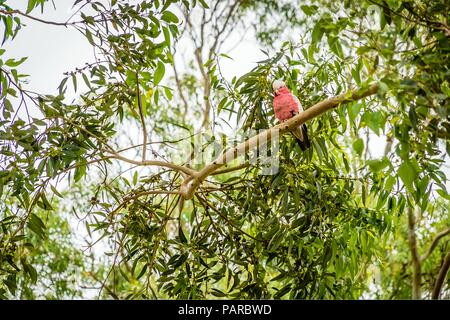 Galah cocktatoo noto anche come la rosa-breasted cockatoo, roseate cacatua o rosa e grigio Foto Stock