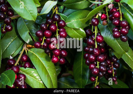 Prunus laurocerasus / Cherry laurel / Taflan (nome del Mar Nero in Turchia) Foto Stock