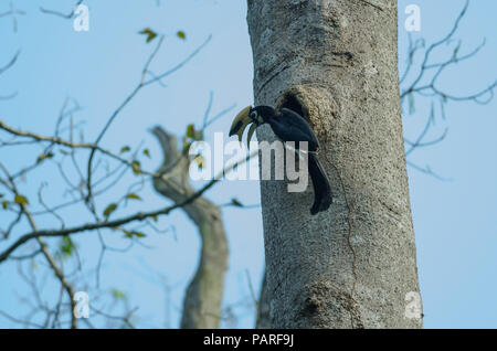 Oriental pied hornbill (Anthracoceros albirostris) sulla struttura ad albero in natura Foto Stock