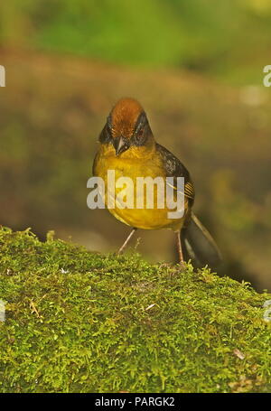 Giallo-breasted Brush-finch (Atlapetes latinuchus spodionotus) adulto in piedi sul registro di muschio Vinicio birdwatcher House, Nono-Mindo Road. Ecuador Foto Stock