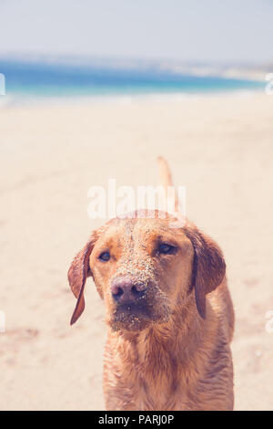 Una chiusura di un giallo Labrador retriever cane in piedi su un Sun Kissed Beach in vacanza e coperto di sabbia con copia spazio sopra Foto Stock