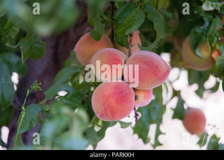 Red Haven pesche Foto Stock