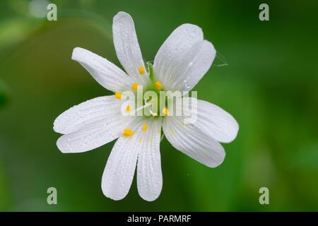 Ripresa macro di un singolo stitchwort (Stellaria) fiore in fiore Foto Stock