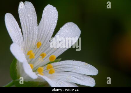 Ripresa macro di un singolo chickweed (Stellaria) fiore in fiore Foto Stock