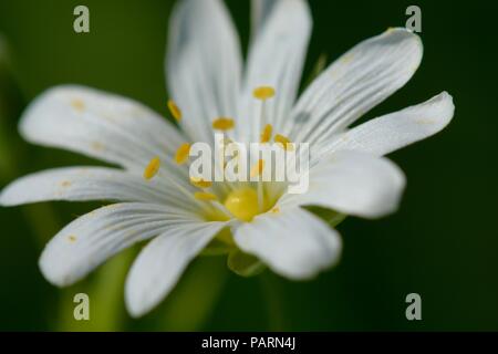 Ripresa macro di un singolo stitchwort (Stellaria) fiore in fiore Foto Stock