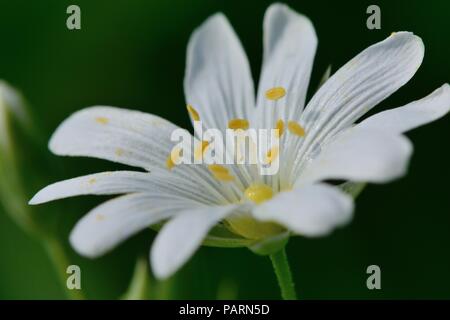 Ripresa macro di un singolo stitchwort (Stellaria) fiore in fiore Foto Stock