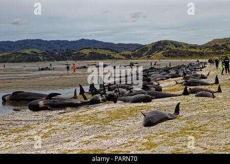 Filamento Balene Pilota spiaggiata su Farewell Spit presso la punta settentrionale dell'Isola Sud della Nuova Zelanda Foto Stock