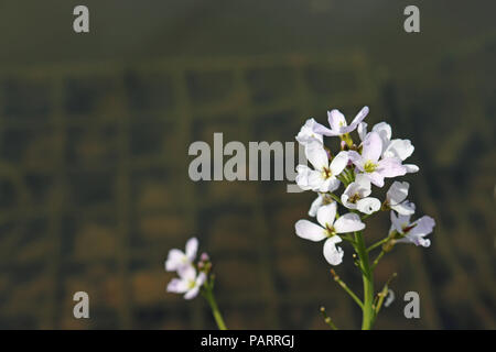 Fioritura spike di ladies smock conosciuto anche come cuculo fiore (cardamine pratensis) con fiori rosa e bianchi e uno sfondo scuro. Foto Stock